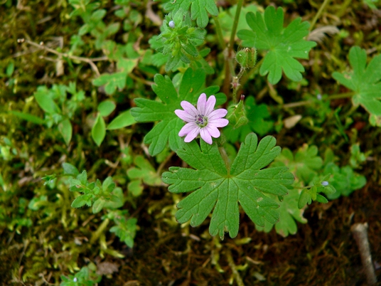 {Geranium molle}